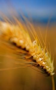 Preview wallpaper ear, grass, blurred, background