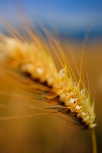 Preview wallpaper ear, grass, blurred, background