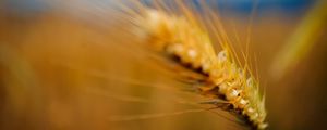 Preview wallpaper ear, grass, blurred, background