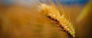 Preview wallpaper ear, grass, blurred, background