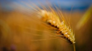 Preview wallpaper ear, grass, blurred, background