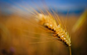 Preview wallpaper ear, grass, blurred, background