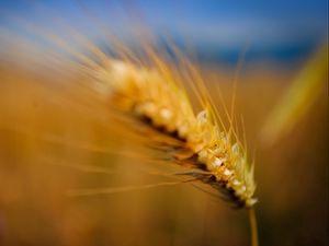 Preview wallpaper ear, grass, blurred, background