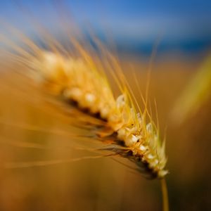 Preview wallpaper ear, grass, blurred, background