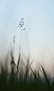 Preview wallpaper ear, grass, evening, plant