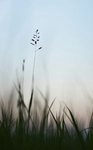 Preview wallpaper ear, grass, evening, plant