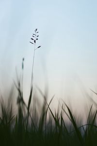 Preview wallpaper ear, grass, evening, plant