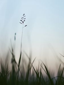 Preview wallpaper ear, grass, evening, plant