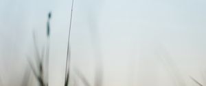 Preview wallpaper ear, grass, evening, plant