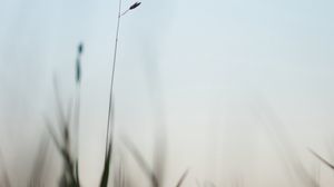 Preview wallpaper ear, grass, evening, plant