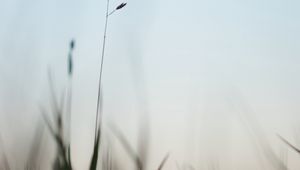 Preview wallpaper ear, grass, evening, plant