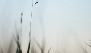 Preview wallpaper ear, grass, evening, plant