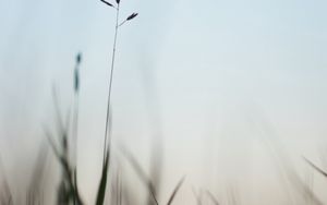Preview wallpaper ear, grass, evening, plant