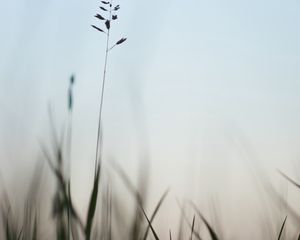 Preview wallpaper ear, grass, evening, plant