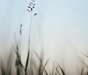 Preview wallpaper ear, grass, evening, plant