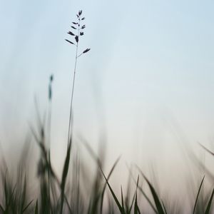 Preview wallpaper ear, grass, evening, plant
