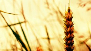 Preview wallpaper ear, grass, field, plant