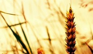 Preview wallpaper ear, grass, field, plant