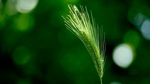 Preview wallpaper ear, grass, light, branch