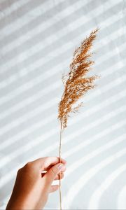 Preview wallpaper ear, hand, plant, white, background