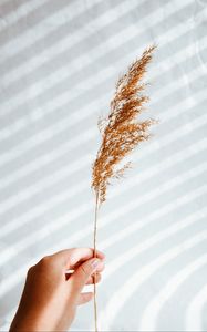 Preview wallpaper ear, hand, plant, white, background