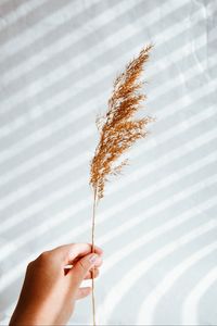 Preview wallpaper ear, hand, plant, white, background