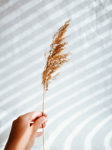 Preview wallpaper ear, hand, plant, white, background