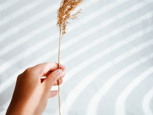 Preview wallpaper ear, hand, plant, white, background