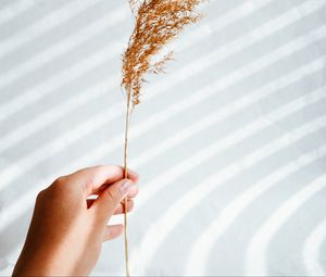 Preview wallpaper ear, hand, plant, white, background