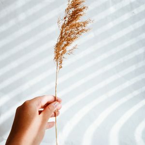 Preview wallpaper ear, hand, plant, white, background
