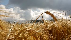 Preview wallpaper ear, macro, field, clouds