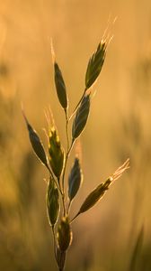 Preview wallpaper ear, plant, grass, macro