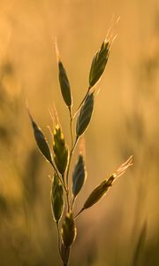Preview wallpaper ear, plant, grass, macro