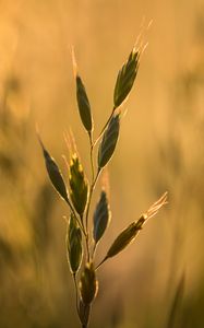 Preview wallpaper ear, plant, grass, macro