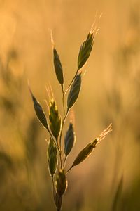 Preview wallpaper ear, plant, grass, macro
