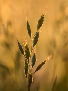 Preview wallpaper ear, plant, grass, macro
