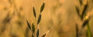 Preview wallpaper ear, plant, grass, macro