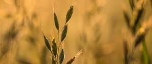 Preview wallpaper ear, plant, grass, macro