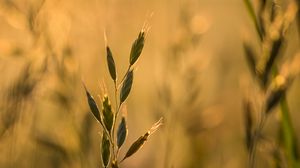 Preview wallpaper ear, plant, grass, macro