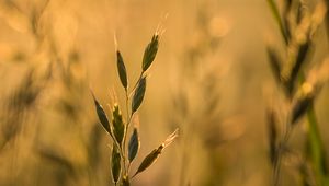 Preview wallpaper ear, plant, grass, macro