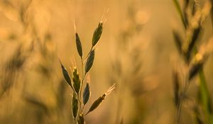 Preview wallpaper ear, plant, grass, macro
