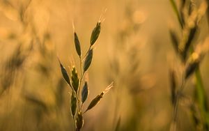 Preview wallpaper ear, plant, grass, macro