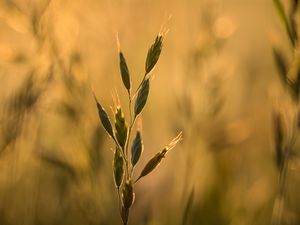 Preview wallpaper ear, plant, grass, macro