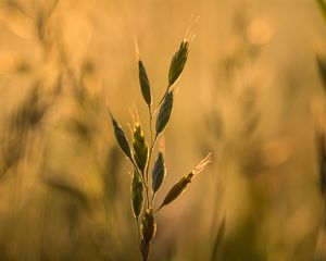 Preview wallpaper ear, plant, grass, macro