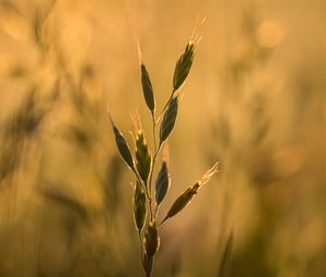 Preview wallpaper ear, plant, grass, macro