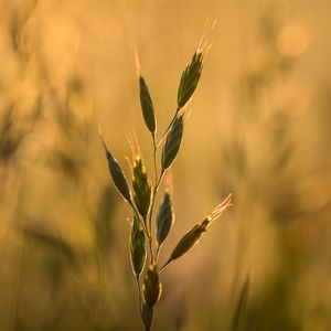 Preview wallpaper ear, plant, grass, macro