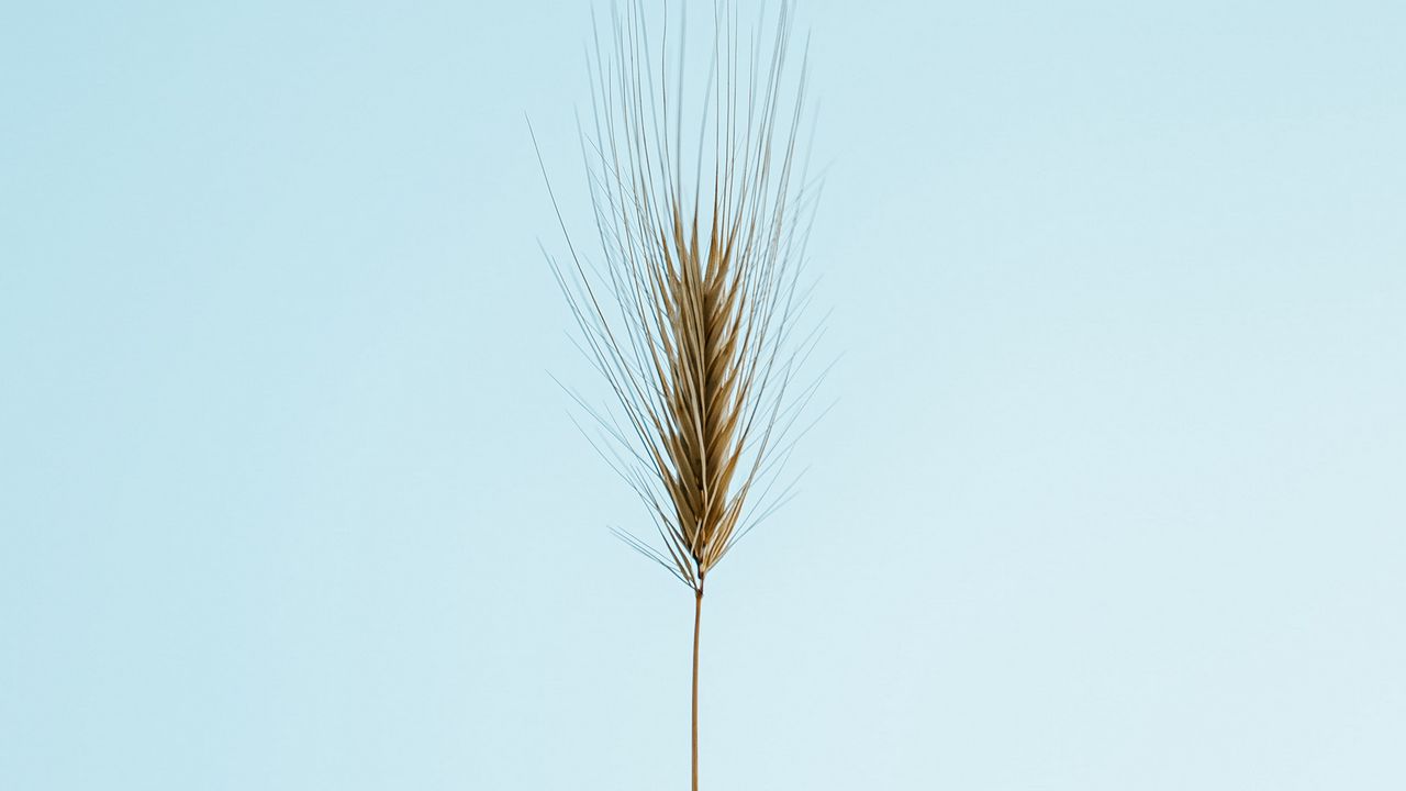 Wallpaper ear, plant, macro, minimalism