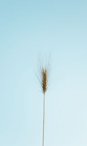 Preview wallpaper ear, plant, macro, minimalism