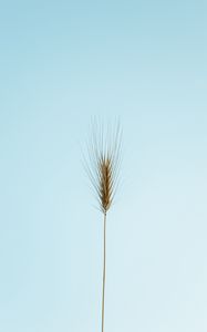 Preview wallpaper ear, plant, macro, minimalism