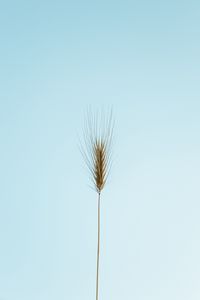 Preview wallpaper ear, plant, macro, minimalism